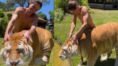 കടുവയെ തലോടി യുവാവ്, ആസ്വദിച്ച് കടുവ, വൈറലായി അവിശ്വസനീയമായ വീഡിയോ