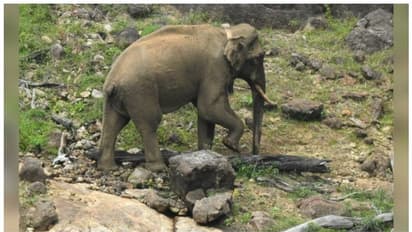 'അരിക്കൊമ്പൻ ആരോഗ്യവാൻ'; പുതിയ ചിത്രവുമായി തമിഴ്നാട് വനംവകുപ്പ്, ഇപ്പോഴുള്ളത് കോതയാർ നദിയുടെ വൃഷ്ടി പ്രദേശത്ത്