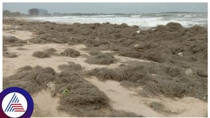 ಮಲ್ಪೆ ಕಡಲ ತೀರದಲ್ಲಿ ಎಲ್ಲಿ ನೋಡಿದರಲ್ಲಿ ಗಂಗೆಯ ಕೂದಲು! ಏನಿದರ ವಿಶೇಷ?