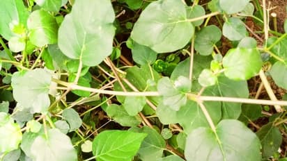 வெறும் 10 ரூபாய் செலவில் சர்க்கரை நோய்க்கு தீர்வு... இந்த 'மூக்கிரட்டை கீரை' பத்தி தெரியுமா? 