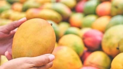 നഷ്ടം 4.28 കോടി, കയറ്റുമതി ചെയ്ത മാമ്പഴങ്ങൾ തടഞ്ഞ് അമേരിക്ക, വിമാനത്താവളങ്ങളിൽ ഉപേക്ഷിച്ച് ഇന്ത്യൻ കച്ചവടക്കാർ