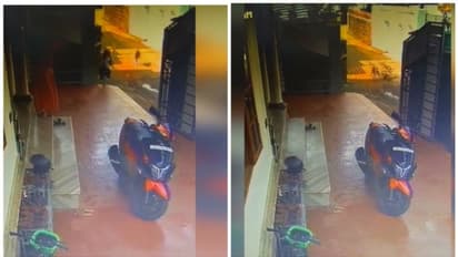 നായ്ക്കളെ പേടിച്ച് നാട്ടുകാർ; 5 വയസ്സുകാരി രക്ഷപ്പെട്ടത് തലനാരിഴക്ക്, വൃദ്ധയെ കടിച്ചുപറിച്ചു