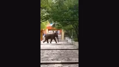 மருதமலை கோவிலுக்கு செல்ல வனத்துறை கட்டுப்பாடு; யானை தாக்கி ஒருவர் உயிரிழந்த நிலையில் நடவடிக்கை