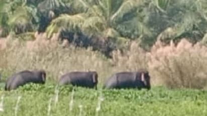 ಮದ್ದೂರು: ತೈಲೂರು ಕೆರೆಯಲ್ಲಿ ಮೂರು ಕಾಡಾನೆಗಳು ಪ್ರತ್ಯಕ್ಷ