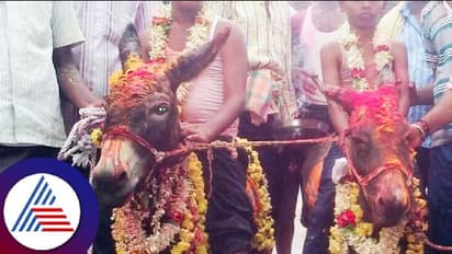 Lack of rain: ಮಳೆಗಾಗಿ ಕತ್ತೆಗಳಿಗೆ ಮದುವೆ ಮಾಡಿಸಿದ ಹರಪನಹಳ್ಳಿ ಗ್ರಾಮಸ್ಥರು!