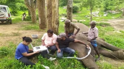തിമിര പരിശോധനാക്യാമ്പ്, അനുസരണയോടെ ആനകൾ, സംരക്ഷണകേന്ദ്രത്തിന് കയ്യടിച്ച് സോഷ്യൽ മീഡിയ
