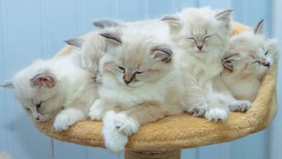 20 കോടിയലധികമുള്ള സ്വത്തും വീടും 84 കാരി എഴുതി വച്ചത് പൂച്ചകള്‍ക്ക്, ഇടപെടലുമായി കോടതി