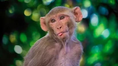 மின்சாரம் தாக்கியதில் பலத்த காயம்.. 41 நாள் சிகிச்சைக்கு பிறகு காட்டுக்குள் விடப்பட்ட குரங்கு..