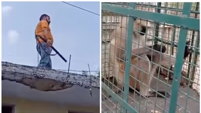 രണ്ടാഴ്ചയ്ക്കിടെ 20 ആക്രമണം, 'മോസ്റ്റ് വാണ്ടഡ്' കുരങ്ങിന്‍റെ തലയ്ക്ക് 21,000 രൂപ സമ്മാനം; ഒടുവില്‍ പിടിയില്‍!