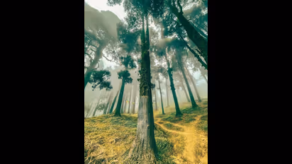 46 ఏళ్ల కిందట వంట చెరుకు కోసం చెట్లు నరికారని.. ఇప్పుడు మహిళల అరెస్ట్…కోర్టు ఏమన్నదంటే.. 