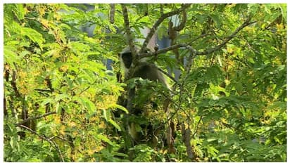 മടങ്ങാന്‍ കൂട്ടാക്കാതെ ഹനുമാന്‍ കുരങ്ങ്; 'നല്ല ഭം​ഗി, ഹനുമാനെപ്പോലുണ്ട്' എന്ന് കാണികൾ