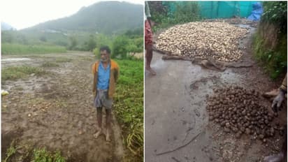 കടം വാങ്ങി കൃഷിയിറക്കി; 150 കിലോയോളം ഉരുളകിഴങ്ങ് മഴവെള്ളപ്പാച്ചലില്‍ ഒഴുകിപ്പോയി, കര്‍ഷകര്‍ക്ക് കണ്ണീർ