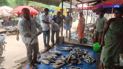 Fish Market | சுற்றுலா தளங்களில் அழுகிய மீன்கள் விற்பனை! 92 கிலோ மீன் பறிமுதல் செய்து அதிகாரிகள் நடவடிக்கை!