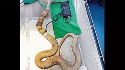 பிளாஸ்டிக் பெட்டியை விழுங்கிய கண்ணாடி வீரியன்! அறுவை சிகிச்சை செய்து அகற்றிய மருத்துவர்கள்!