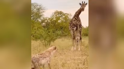കുഞ്ഞിനെ രക്ഷിക്കാൻ കഴുതപ്പുലിയോട് മല്ലടിച്ച് അമ്മ ജിറാഫ്, വൈറലായി വീഡിയോ