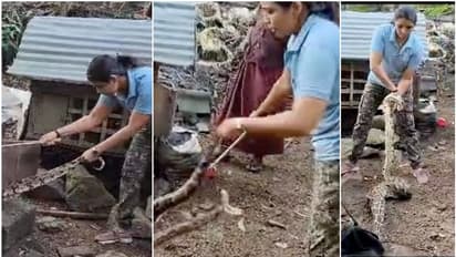 ഒമ്പത് അടി, 20 കിലോ; കൂട്ടിൽ കയറി കോഴികളെ കൊന്നും വിഴുങ്ങിയും പെരുമ്പാമ്പ്, സാഹസികമായി പിടികൂടി റോഷ്നി