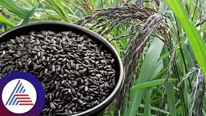 கருப்பு கவுனி அரிசி சாப்பிட்டால் இவ்வளவு நன்மைகள் கிடைக்குமா?