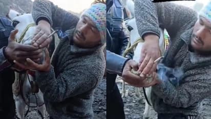 ಕೇದಾರನಾಥ ಯಾತ್ರೆ ಕುದುರೆಗೆ ಬಲವಂತವಾಗಿ ಗಾಂಜಾ ನೀಡಿ ಹಿಂಸೆ, ವಿಡಿಯೋದಿಂದ ಎಚ್ಚೆತ್ತ ಪೊಲೀಸ್!