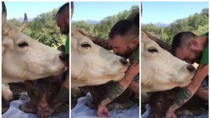 പ്രസവിക്കാൻ സഹായിച്ചയാളെ നക്കികൊണ്ട് സ്നേഹം പ്രകടിപ്പിക്കുന്ന പശുവിന്‍റെ വീഡിയോ വൈറല്‍ ! 