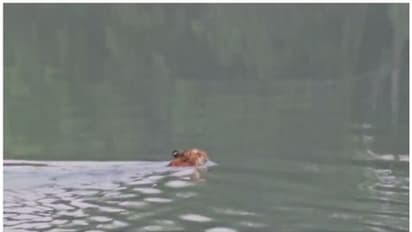 ശാരദാ കനാലിലെ കടുവയുടെ നീരാട്ട് വീഡിയോ വൈറല്!