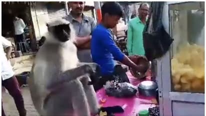ആള്‍ക്കൂട്ടത്തിന് നടുവില്‍ ആസ്വദിച്ച് പാനിപ്പൂരി കഴിക്കുന്ന കുരങ്ങന്‍റെ വീഡിയോ വൈറല്‍! 