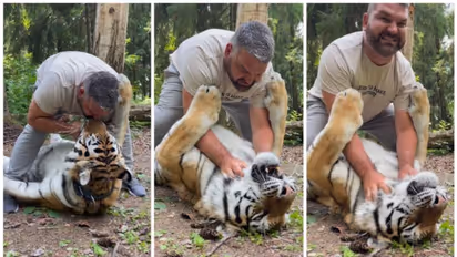 വളര്‍ത്തു കടുവയെ പൂച്ചക്കുട്ടിയെ പോലെ താലോലിക്കുന്ന ഉടമയുടെ വീഡിയോ ഏറ്റെടുത്ത് നെറ്റസണ്‍സ് !