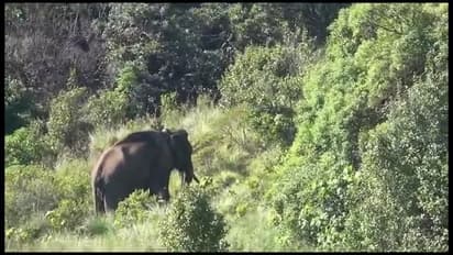 மெலிந்த தேகம்; எலும்பும், தோலுமாக காணப்படும் அரிசி கொம்பன் - வனத்துறை விளக்கம்