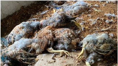 ഇരുമ്പ് നെറ്റിന്റെ അടച്ചുറപ്പുണ്ടായിട്ടും ഫാമിൽ കയറി തെരുവ് നായകളുടെ ക്രൂരത; നൂറിലേറെ കോഴികളെ കടിച്ചുകൊന്നു