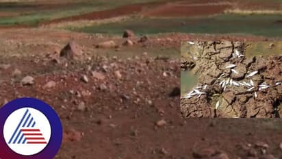 ಘಟಪ್ರಭೆ ಒಡಲು ಬರಿದು; ನೀರಿಲ್ಲದೇ ಲಕ್ಷಾಂತರ ಮೀನುಗಳು ಸಾವು!