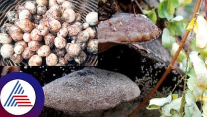 ಕಾರ್ಕಳ: ಉಷ್ಣಾಂಶ ಏರಿಕೆ, ಮಳೆ ವಿಳಂಬದಿಂದ ಮೊಳಕೆಯೊಡೆಯದ ಕಲ್ಲಣಬೆ 