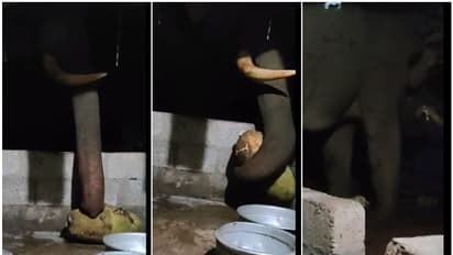 പുലർച്ചെ 5ന് വീടിന്‍റെ പിന്നിൽ കൊമ്പൻ, തുമ്പിക്കൈ കൊണ്ട് ചക്കയെടുത്തു, പൊളിച്ചു തിന്നു; നായക്കൂട് തകർത്തു