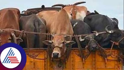 ಅಕ್ರಮ ಜಾನುವಾರು ಸಾಗಾಟ: ವಾಹನ ಸಮೇತ ಪೊಲೀಸ್ ಠಾಣೆಗೆ ಕರೆತಂದ ಹಿಂದುಪರ ಸಂಘಟನೆಗಳು