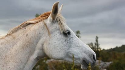 Viral video: കുതിരയെ കഞ്ചാവ് വലിപ്പിക്കാൻ ശ്രമിച്ച് ഉടമകൾ, നടപടി വേണം എന്ന് സോഷ്യൽ മീഡിയ 