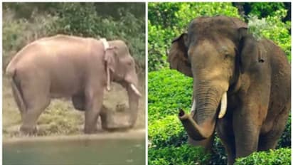 അരിക്കൊമ്പൻ ആരോഗ്യവാൻ, അവശനെന്ന പ്രചാരണം തെറ്റ്: വിശദീകരണവുമായി കളക്കാട് കടുവാസങ്കതം ഡെപ്യൂട്ടി ഡയറക്ടർ