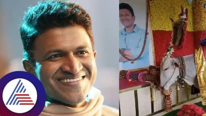 ಅಚ್ಚರಿ ಘಟನೆ: ಅಪ್ಪು ಸಮಾಧಿ ಪ್ರದಕ್ಷಿಣೆ ಹಾಕಿ ನಿಂತಲ್ಲೇ ನಿಂತ ಬಸವ