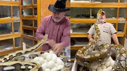 മുട്ടയെടുക്കാൻ എത്തിയ ആളെ അക്രമിക്കാൻ പാഞ്ഞടുത്ത് അമ്മപ്പെരുമ്പാമ്പ്; വൈറലായി വീഡിയോ