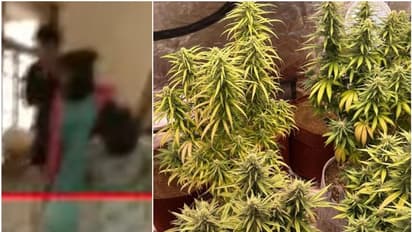 വാടക വീട്ടിൽ ഹൈടെക് കഞ്ചാവ് കൃഷി, വിൽപന; ഇടുക്കിക്കാരനുൾപ്പെടെ അഞ്ച് എംബിബിഎസ് വിദ്യാർഥികൾ പിടിയിൽ