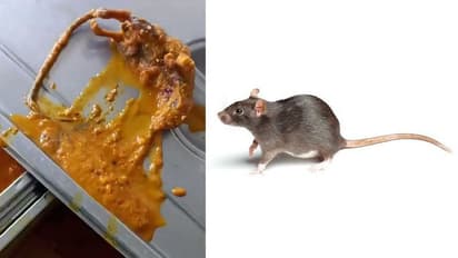 இது புளிக்குழம்பா எலிக்குழம்பா! உ.பி. மருத்துவக் கல்லூரி உணவில் செத்துக் கிடந்த எலி!