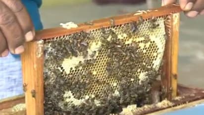 ಬರದನಾಡು ಚಿತ್ರದುರ್ಗದಲ್ಲಿ ಜೇನು ಕೃಷಿ ಮಾಡಿ ಸಾಧನೆಗೈದ ರೈತ ಮಂಜುನಾಥ್..!