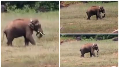 അവശനല്ല, ആരോഗ്യവാനാണ്; അരിക്കൊമ്പന്റെ പുതിയ ചിത്രങ്ങൾ പുറത്തുവിട്ട് വനംവകുപ്പ്; മറ്റ് ആനകളും അടുത്ത്