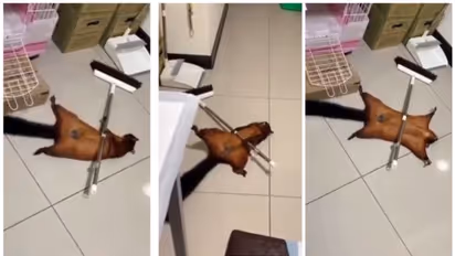 'എന്നാലിനി അല്പ നേരം മരിച്ച പോലെ കിടക്കാം'; മരണ സീന്‍ അഭിനയിക്കുന്ന പറക്കും അണ്ണാന്‍റെ വീഡിയോ വൈറല്‍!