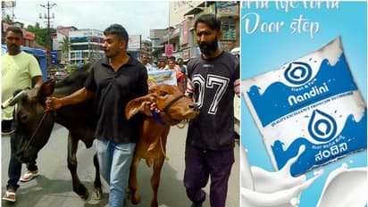 'നന്ദിനി വേണ്ട, മിൽമ മതി'; പശുക്കളുമായി റോഡിലിറങ്ങി കർഷകരുടെ പ്രതിഷേധം  