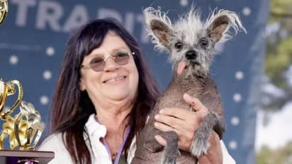 'ലോകത്തിലെ ഏറ്റവും വൃത്തികെട്ട നായ'യായി തെരഞ്ഞെടുക്കപ്പെട്ട് സ്കൂട്ടർ, എന്നാൽ ഈ പരിപാടിയുടെ ലക്ഷ്യം വലുതാണ്