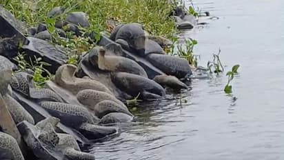 కృష్ణా నదిలో భారీగా నాగ ప్రతిమలు ప్రత్యక్షం... సీతానగరం వాసుల భయాందోళన (వీడియో)