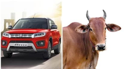 "അവൻ നമ്മള്‍ ഉദ്ദേശിച്ച ആളല്ല സാര്‍.." പശുവിനെ ഇടിച്ച് മാരുതി ബ്രെസ, വീഡിയോയില്‍ ഞെട്ടി വാഹനലോകം!