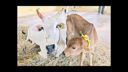 நாட்டிலேயே முதல் முறையாக வாடகை தாய் முறையில் கன்று குட்டியை ஈன்ற பசு