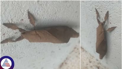 ಒಣಗಿದ ಎಲೆಯಂತಿರುವ ಪತಂಗ ಪ್ರತ್ಯಕ್ಷ! ಇದರ ವಿಶೇಷ ಗೊತ್ತಾ?