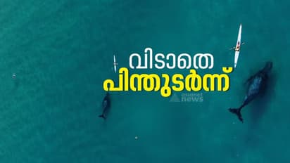 കയാക്കറിനെ പിന്തുടരുന്ന ഹമ്പ്ബാക്ക് തിമിംഗലത്തിന്‍റെ അതിശയിപ്പിക്കുന്ന ഗോപ്രോ വീഡിയോ ! 