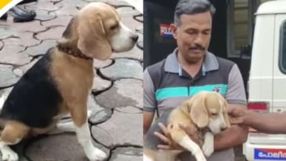 പൊലീസില് ചേര്ക്കും മുന്പ് ഉടമസ്ഥനെത്തുമോ? ബീഗിളിന്റെ കാത്തിരിപ്പ് നീളുന്നു