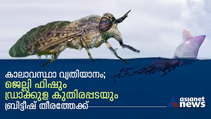 കാലാവസ്ഥാ വ്യതിയാനം; ഭയം വിതയ്ക്കാന് ബ്രിട്ടീഷ് തീരത്തേക്ക് വിദേശ കടല് ജീവികളെത്തുന്നു!
